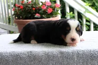 Kristen Akc, a female Bernese Mountain Dog for sale in Liberty, KY – 5 of 6