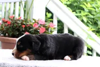 Kyra AKC, a female Bernese Mountain Dog for sale in Liberty, KY – 4 of 4