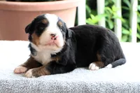 Rosali AKC, a female Bernese Mountain Dog for sale in Liberty, KY – 3 of 3