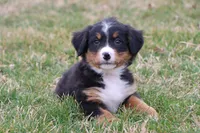 Royal AKC, a male Bernese Mountain Dog for sale in Liberty, KY – Photo 1 of 5