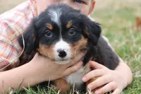 Royal AKC, a male Bernese Mountain Dog for sale in Liberty, KY – Photo 2 of 5
