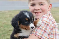 Royal AKC, a male Bernese Mountain Dog for sale in Liberty, KY – Photo 3 of 5