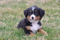 Royal AKC, a male Bernese Mountain Dog for sale in Liberty, KY – Photo 4 of 5
