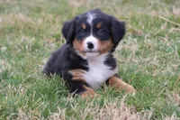 Royal AKC, a male Bernese Mountain Dog for sale in Liberty, KY – Photo 5 of 5