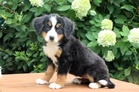 Ranita AKC, a female Bernese Mountain Dog for sale in Liberty, KY – 5 of 8