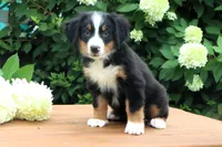 Kiara Akc, a female Bernese Mountain Dog for sale in Liberty, KY – 3 of 7