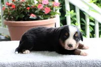 Katie Akc, a female Bernese Mountain Dog for sale in Liberty, KY – 6 of 6
