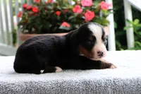 Kiara Akc, a female Bernese Mountain Dog for sale in Liberty, KY – 2 of 4