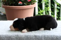Kristen Akc, a female Bernese Mountain Dog for sale in Liberty, KY – 2 of 6