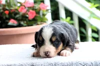 Ruthie AKC, a female Bernese Mountain Dog for sale in Liberty, KY – 2 of 4
