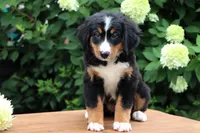 Kyra AKC, a female Bernese Mountain Dog for sale in Liberty, KY – 4 of 8