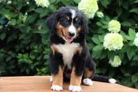 Kyra AKC, a female Bernese Mountain Dog for sale in Liberty, KY – 2 of 8