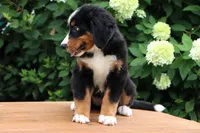 Kyra AKC, a female Bernese Mountain Dog for sale in Liberty, KY – 3 of 8