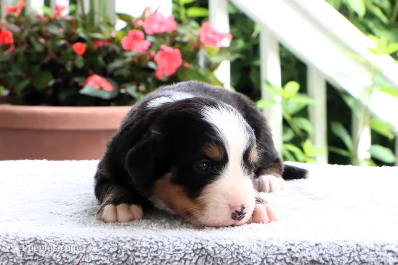 Reba AKC – Bernese Mountain Dog puppy for sale in Liberty, KY
