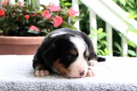 Reba AKC, a female Bernese Mountain Dog for sale in Liberty, KY – 1 of 5