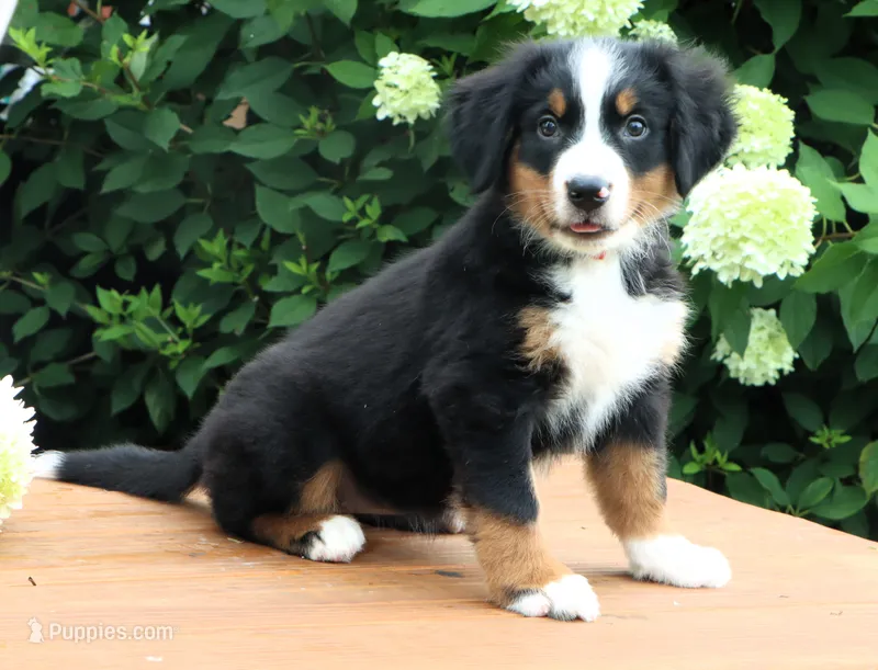 Kiara Akc – Bernese Mountain Dog puppy for sale in Liberty, KY