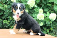 Ronda AKC, a female Bernese Mountain Dog for sale in Liberty, KY – 4 of 9