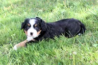 Gracie, a female Bernese Mountain Dog for sale in Liberty, KY – Photo 2 of 5