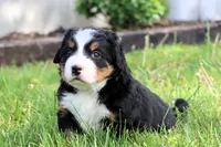 Gracie, a female Bernese Mountain Dog for sale in Liberty, KY – Photo 5 of 5
