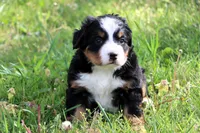 Gracie, a female Bernese Mountain Dog for sale in Liberty, KY – Photo 4 of 5