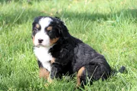 Gracie, a female Bernese Mountain Dog for sale in Liberty, KY – Photo 3 of 5