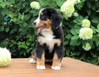 Reba AKC, a female Bernese Mountain Dog for sale in Liberty, KY – 4 of 10