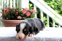 Reba AKC, a female Bernese Mountain Dog for sale in Liberty, KY – 3 of 5