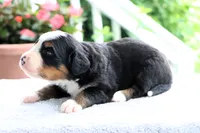 Ronda AKC, a female Bernese Mountain Dog for sale in Liberty, KY – 2 of 5