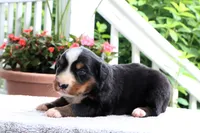 Kyra AKC, a female Bernese Mountain Dog for sale in Liberty, KY – 3 of 4