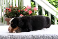 Reba AKC, a female Bernese Mountain Dog for sale in Liberty, KY – 4 of 5