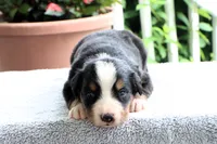 Katie Akc, a female Bernese Mountain Dog for sale in Liberty, KY – 5 of 6