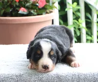 Katie Akc, a female Bernese Mountain Dog for sale in Liberty, KY – 1 of 6