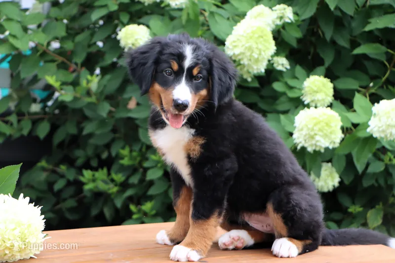Kyra AKC – Bernese Mountain Dog puppy for sale in Liberty, KY
