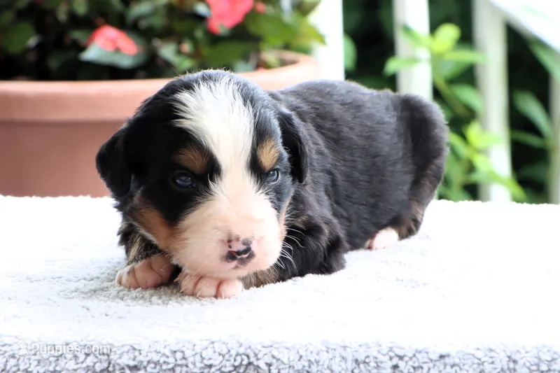 Ranita AKC – Bernese Mountain Dog puppy for sale in Liberty, KY