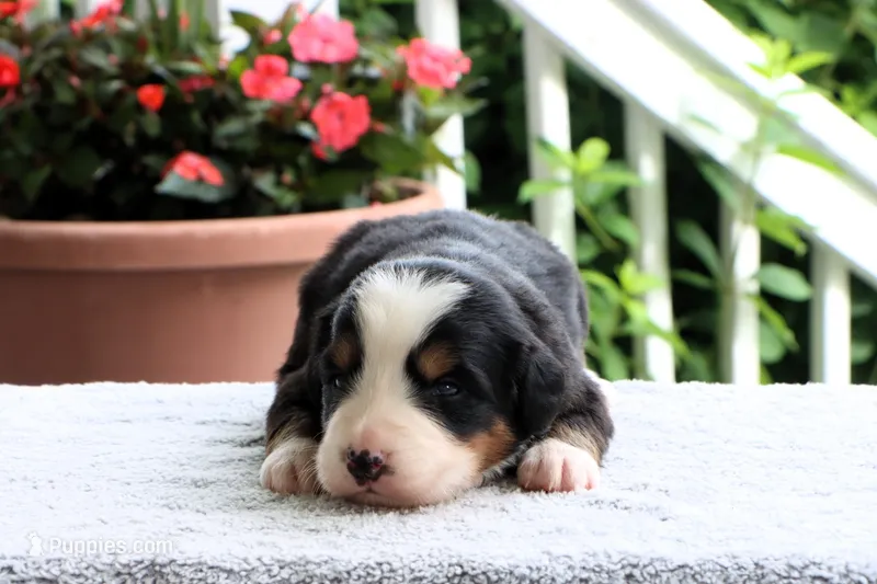 Kristen Akc – Bernese Mountain Dog puppy for sale in Liberty, KY
