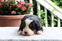 Kristen Akc, a female Bernese Mountain Dog for sale in Liberty, KY – 1 of 6