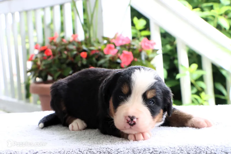 Rita AKC – Bernese Mountain Dog puppy for sale in Liberty, KY