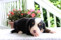 Rita AKC, a female Bernese Mountain Dog for sale in Liberty, KY – 1 of 6