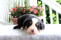 Rita AKC, a female Bernese Mountain Dog for sale in Liberty, KY – 3 of 6