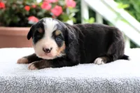 Roxy AKC, a female Bernese Mountain Dog for sale in Liberty, KY – 5 of 5