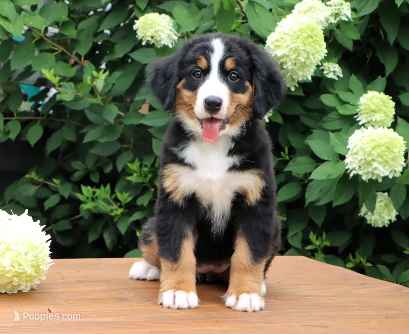 Reba AKC – Bernese Mountain Dog puppy for sale in Liberty, KY