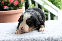 Ronda AKC, a female Bernese Mountain Dog for sale in Liberty, KY – 5 of 5