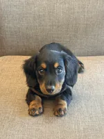 Frankie, a male Dachshund for sale in Kansas City, MO – 2 of 2