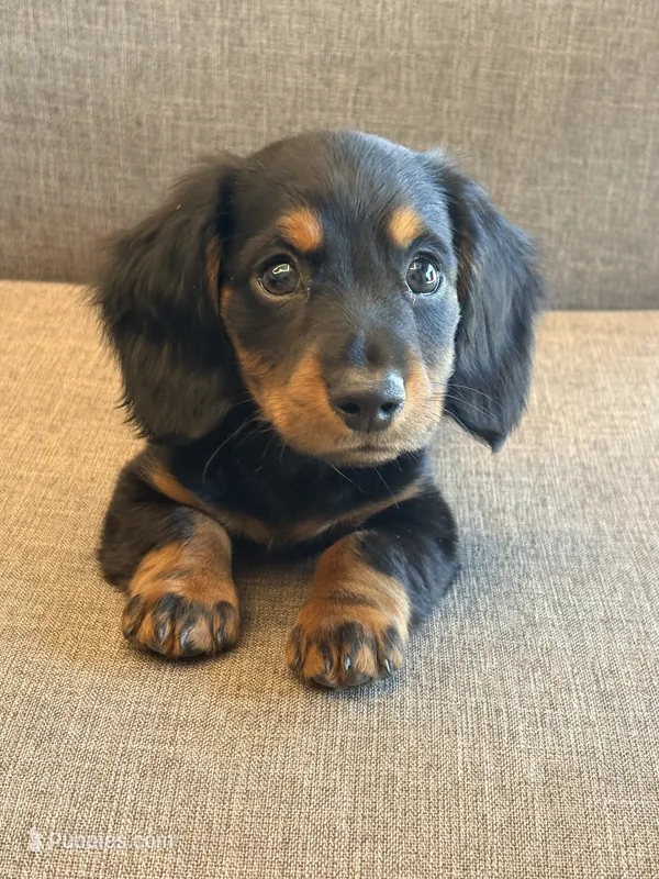 Frankie, a male Dachshund for sale in Kansas City, MO – 1 of 2