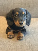 Frankie, a male Dachshund for sale in Kansas City, MO – 1 of 2