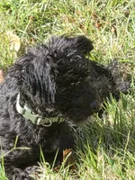 Nug, a male Yorkipoo for sale in Saint Charles, MO – 5 of 5