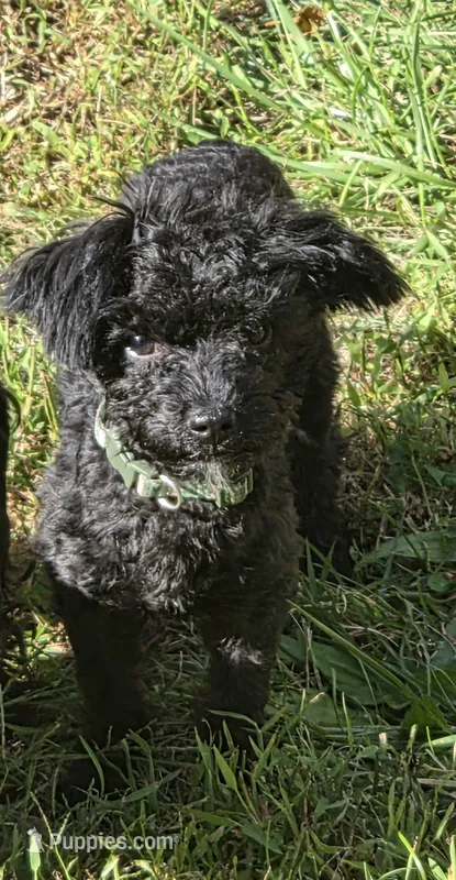 Nug – Yorkipoo puppy for sale in Saint Charles, MO