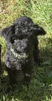 Nug, a male Yorkipoo for sale in Saint Charles, MO – 1 of 5