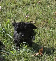 Nug, a male Yorkipoo for sale in Saint Charles, MO – 3 of 5
