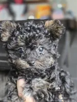 Whiskey, a female Yorkipoo for sale in Saint Charles, MO – Photo 2 of 6